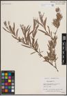 Foto von Salix exigua Nutt.